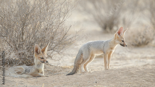 Obraz na plátně Cape fox near its den going about daily business