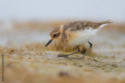 Fotografie Kittlitz plover looking for food on the ocean shore