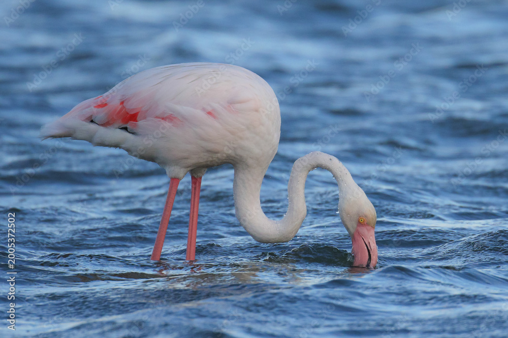 Fototapeta premium Flamingo looking for food in lagoon water