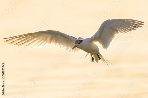 Schilderij op canvas Tern flying in to roost at edge of sea lagoon