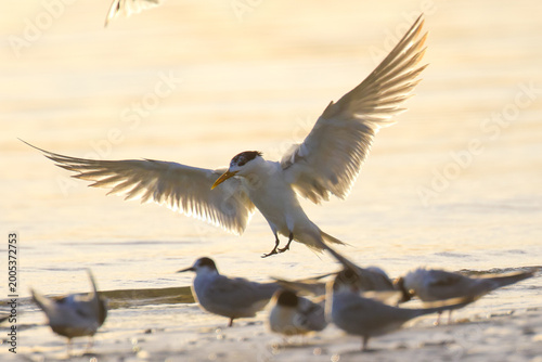 Tern flying in to roost at edge of sea lagoon