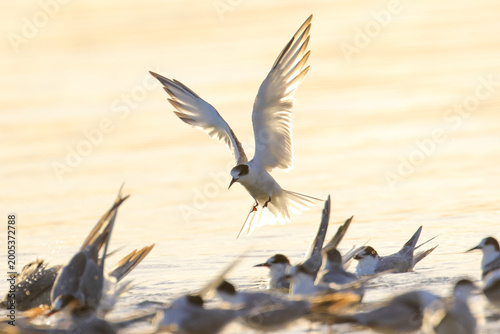 Vászonkép Tern flying in to roost at edge of sea lagoon