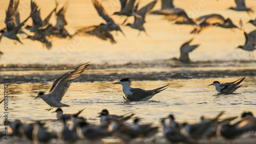 Tern flying in to roost at edge of sea lagoon