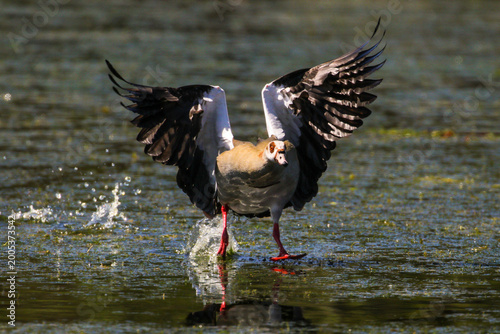 Egyptian goose flying in to land on lake water