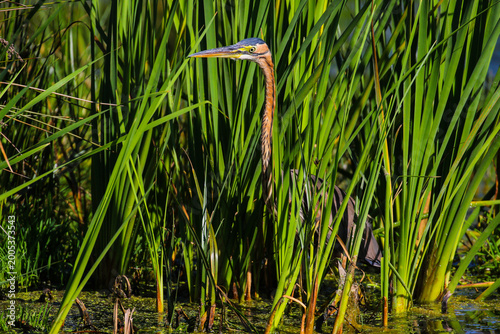 Purple heron peeking out from thick green reeds