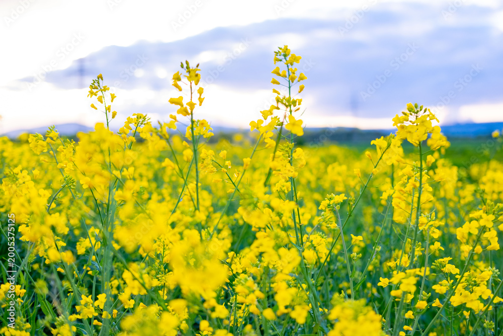 Obraz premium beautiful yellow rapeseed flowers blooming field summer landscape, young rapeseed plants in sun, ripening agro culture, agricultural growing, environmentally friendly plants, vegetable oil production