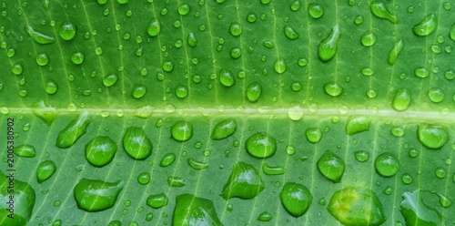 Obraz na plátne Close-up of Fresh Water Droplets on a Vibrant Green Leaf After Rain