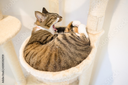 Fotografie 眠いんだにゃ