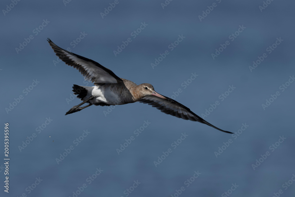 Fototapeta premium Black-tailed Godwit Limosa limosa in a swamp in Brittany