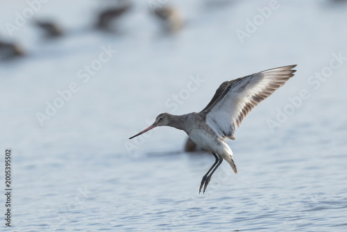 Obraz na płótnie Black-tailed Godwit Limosa limosa in a swamp in Brittany
