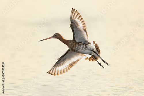 Tableau sur toile Black-tailed Godwit Limosa limosa in a swamp in Brittany