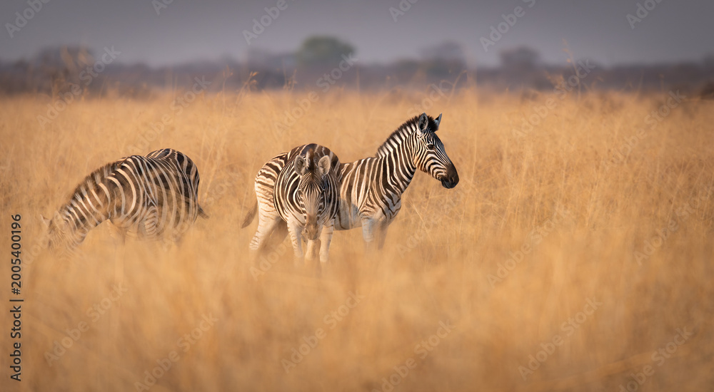 Fototapeta premium Plains Zebra in the Nata Bird Sanctuary, Botswana, Africa