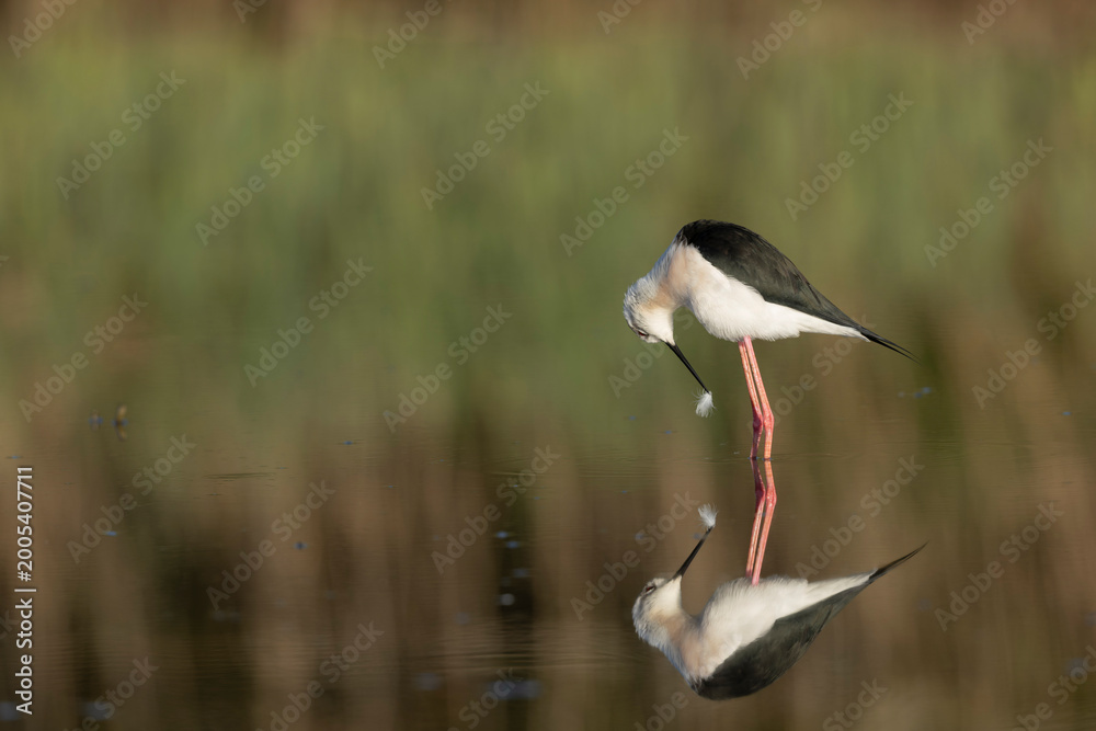 Fototapeta premium Black-winged Stilt Himantopus himantopus in Brittany, France