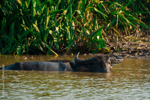 Buffalo in the Pattalung river, Thailand.