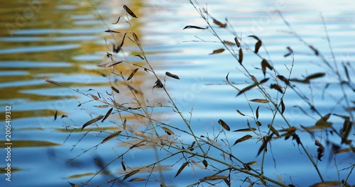 Peaceful daytime river footage with a gentle breeze creating soft ripples on the water. Surrounded by lush green natural landscape, captured in 4K resolution at 50fps, offering a calm and relaxing