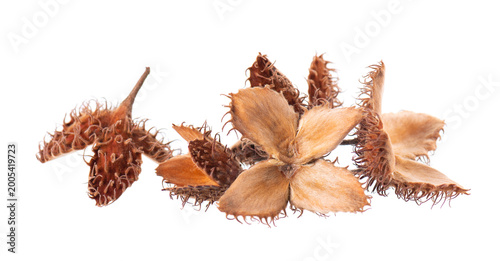 Bild auf Leinwand Beechnuts seeds isolated on white background