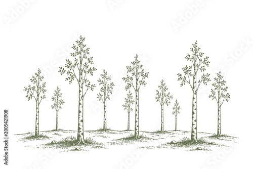 Tableau sur toile Minimalist forest landscape with slender trees in hand drawn engraving vector illustration style for nature backdrop and ecological design concepts