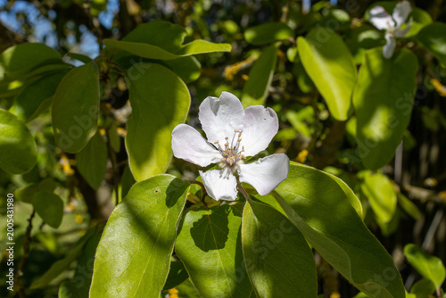 Bild auf Leinwand fleur Cognassier
