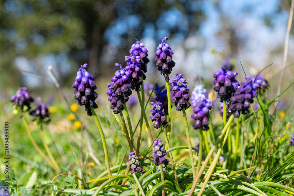 Obraz premium Muscari commutatum (Dark Grape Hyacinth) in natural environment