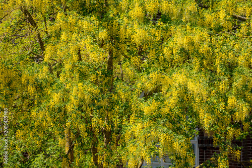 Photos Selective focus of blossoms Laburnum anagyroides (Golden chain or Golden rain) i