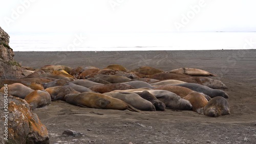 A stationary wide shot of a dense group of Southern elephant seals huddling together during their annual molt on the sandy beach of Elephant Point, Livingston Island, Antarctica