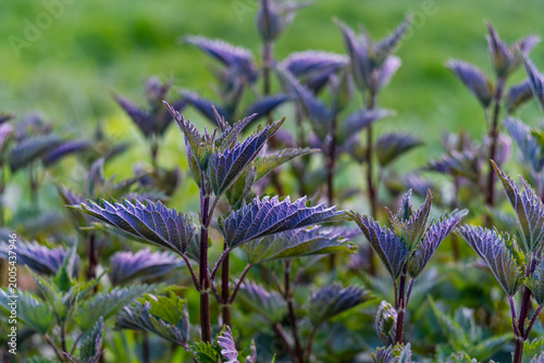 Foto A macro view of young stinging nettle plants with unique purple and green leaves