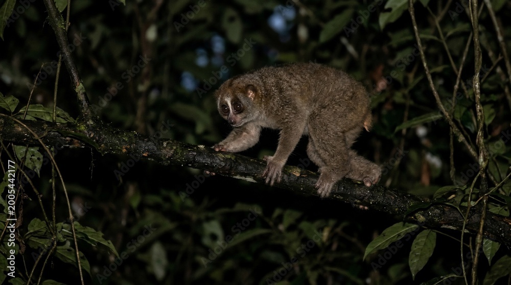 Fototapeta premium Pygmy Slow Loris on a Branch at Night in a Lush Jungle Environment.
