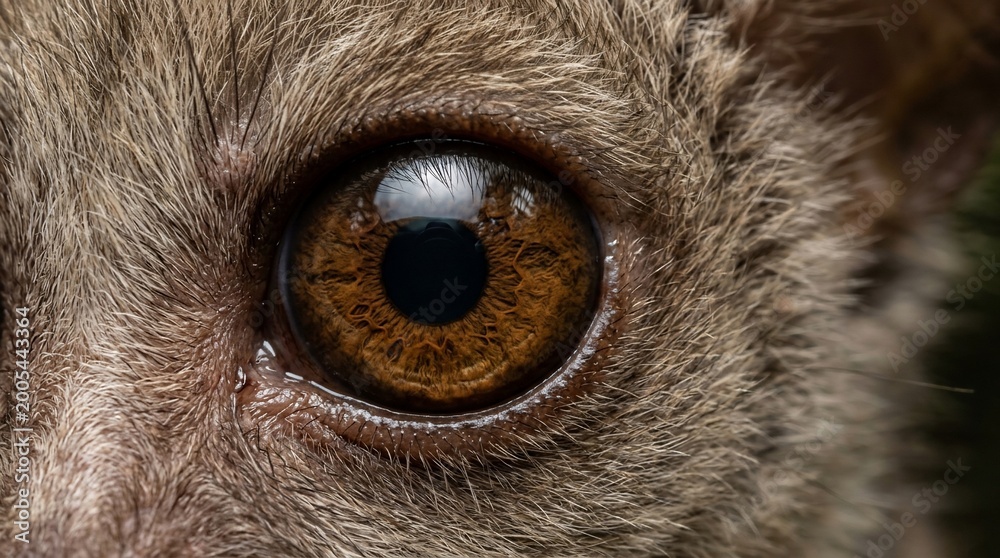 Fototapeta premium Extreme close up of a primate eye showing detailed iris texture and fur.