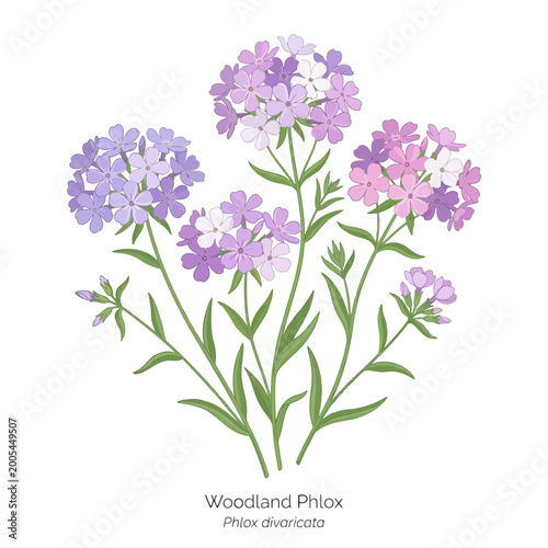 Woodland Phlox Flower Vector Illustration | Spring Wildflower Botanical Artwork | Elegant Nature Floral Design