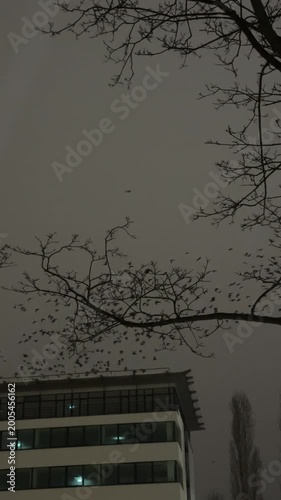 Crows flying under dark sky near modern building in evening  
