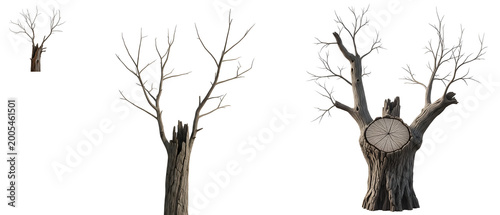 Canvastavla Leafless Dead Tree and Stump Set - Winter Nature, Forestry, and Wood Texture Con