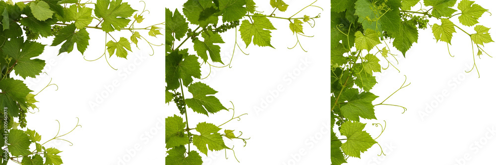 Fototapeta premium Green Grape Vine Leaves Border - Fresh Grapevine Branch Frame Isolated on White Background for Wine and Nature Concepts