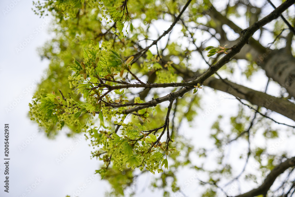 Fototapeta premium Tiny maple flowers on a twig.