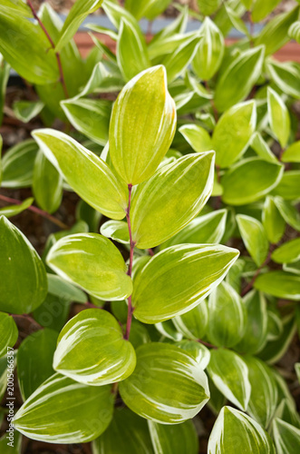 Solomon seal seen in the park
