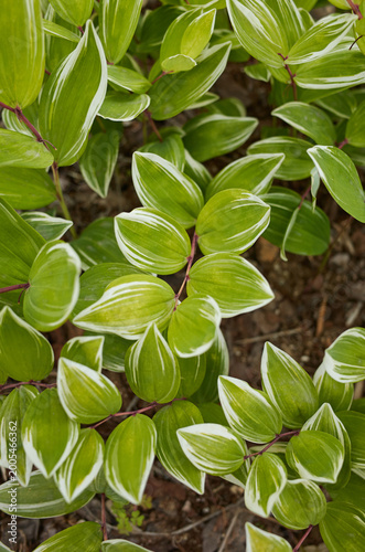 Solomon seal seen in the park
