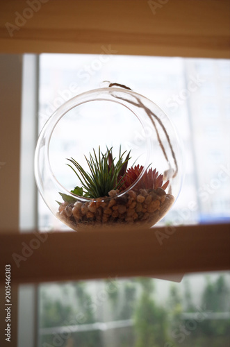 a flowerpot placed by the window.

