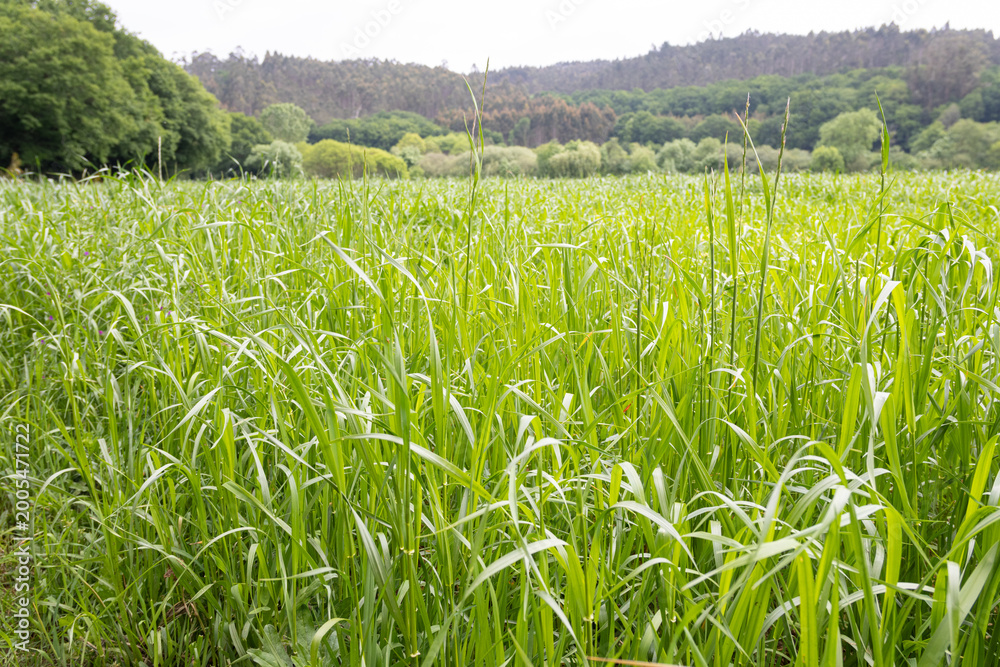 Fototapeta premium tall green pasture grass creating a full frame nature background in rural agricultural meadow