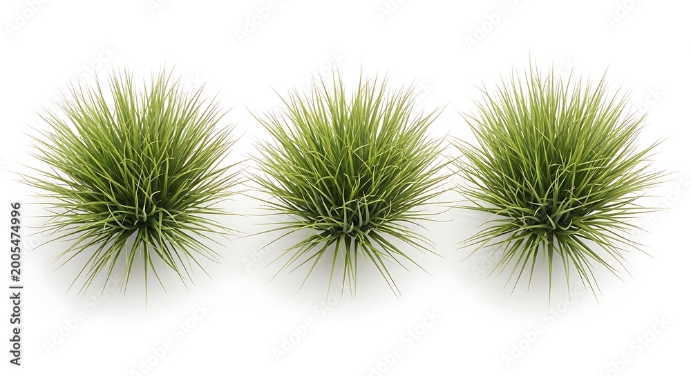 Obraz premium Three green grass tufts on white background
