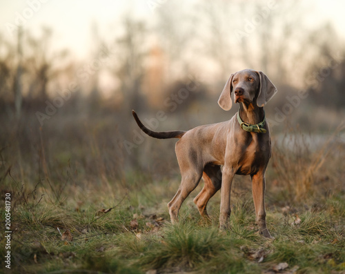 Картината върху платно An alert Weimaraner dog stands in a grassy field at sunset, wearing a green collar, showcasing elegant poise in a serene natural landscape