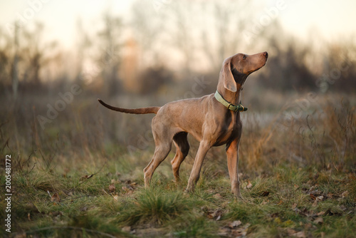 Картината върху платно An alert Weimaraner dog stands in a grassy field at sunset, wearing a green collar, showcasing elegant poise in a serene natural landscape