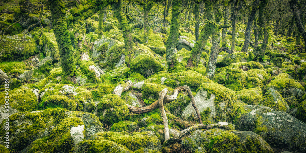 Fototapeta premium green moss covered ancient woodland 