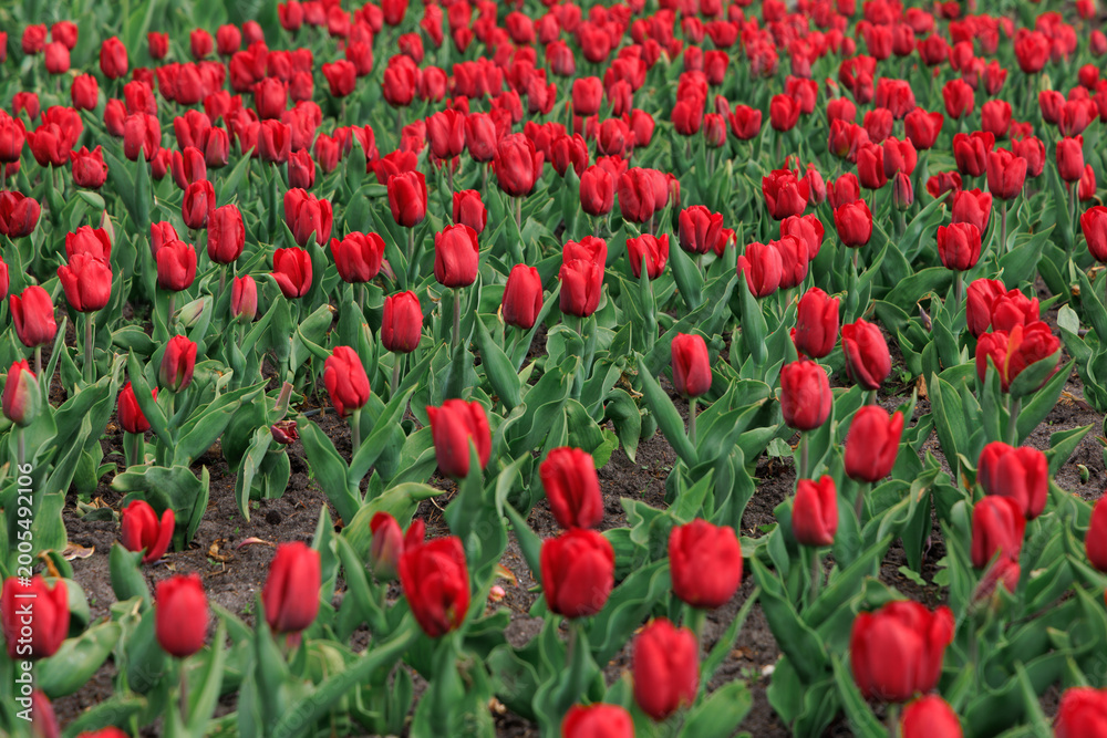 Fototapeta premium Bright red tulips fill a large garden area during spring with deep green leaves under clear blue skies