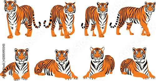 Photography Tiger poses vector set featuring standing, walking and resting wild animals in d