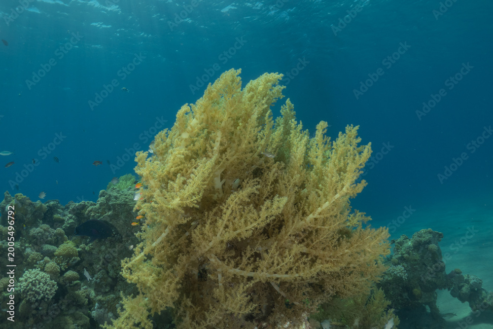 Fototapeta premium Coral reef and water plants in the Red Sea, Eilat Israel 