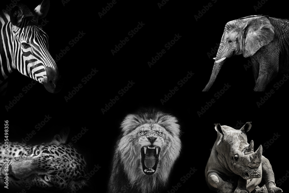 Fototapeta premium African Wildlife Big Five Concept Lion, Elephant, Rhino, Zebra and Leopard on Black Background with Copy Space
