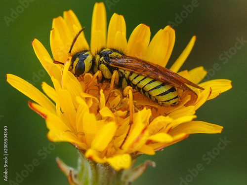 Sawfly (Megalodontes bucephalus)