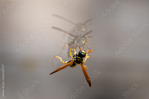 Obraz na plátne a common wasp (vespula vulgaris) perched on a glass surface, showing its detailed yellow and black body with a clear reflection against a soft, neutral background
