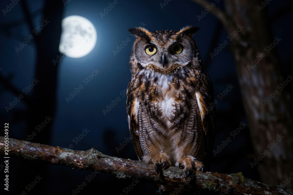 Fototapeta premium Eastern screech owl perched on branch under full moon