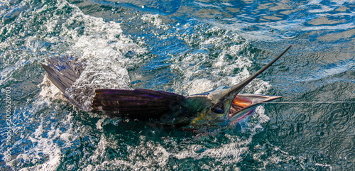 Obraz na plátne Snakehead hooked