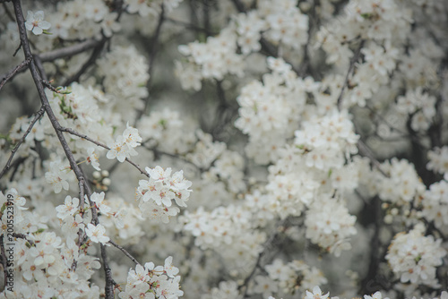 Beautiful white spring blossom of Prunus cerasifera tree against soft sky light for serene background